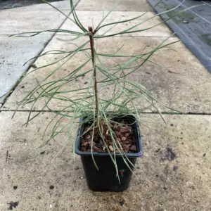 White Weymouth Pine - Pinus strobus (3)
