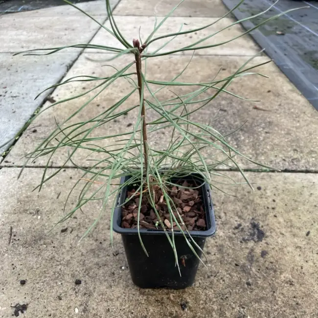 White / Weymouth Pine