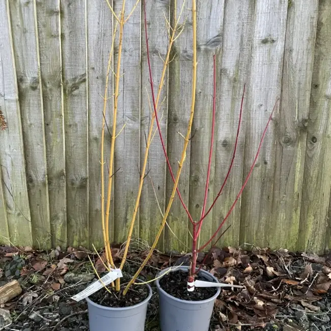 Dogwood x2 (2L)