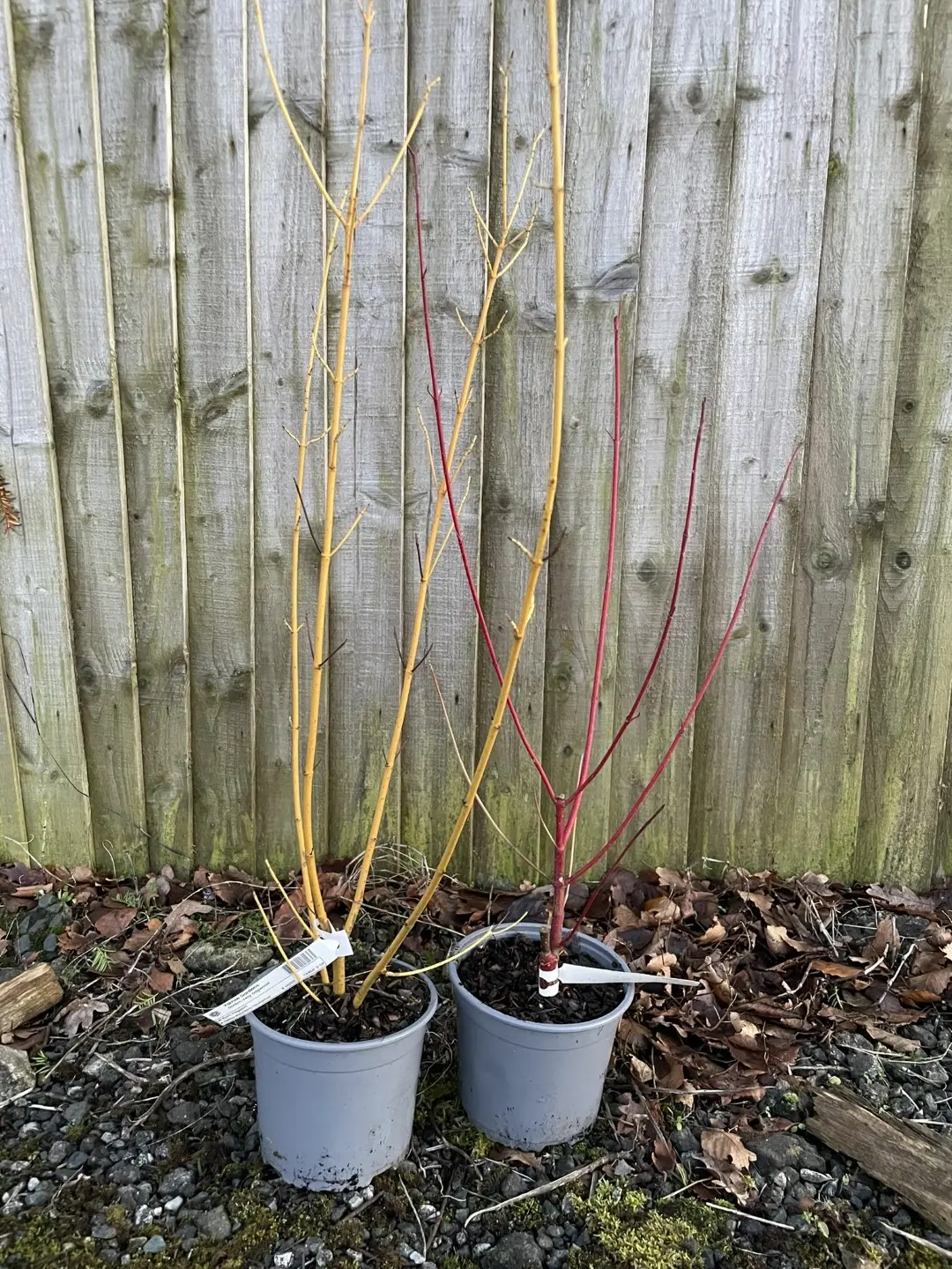 Dogwood x2 (2L)