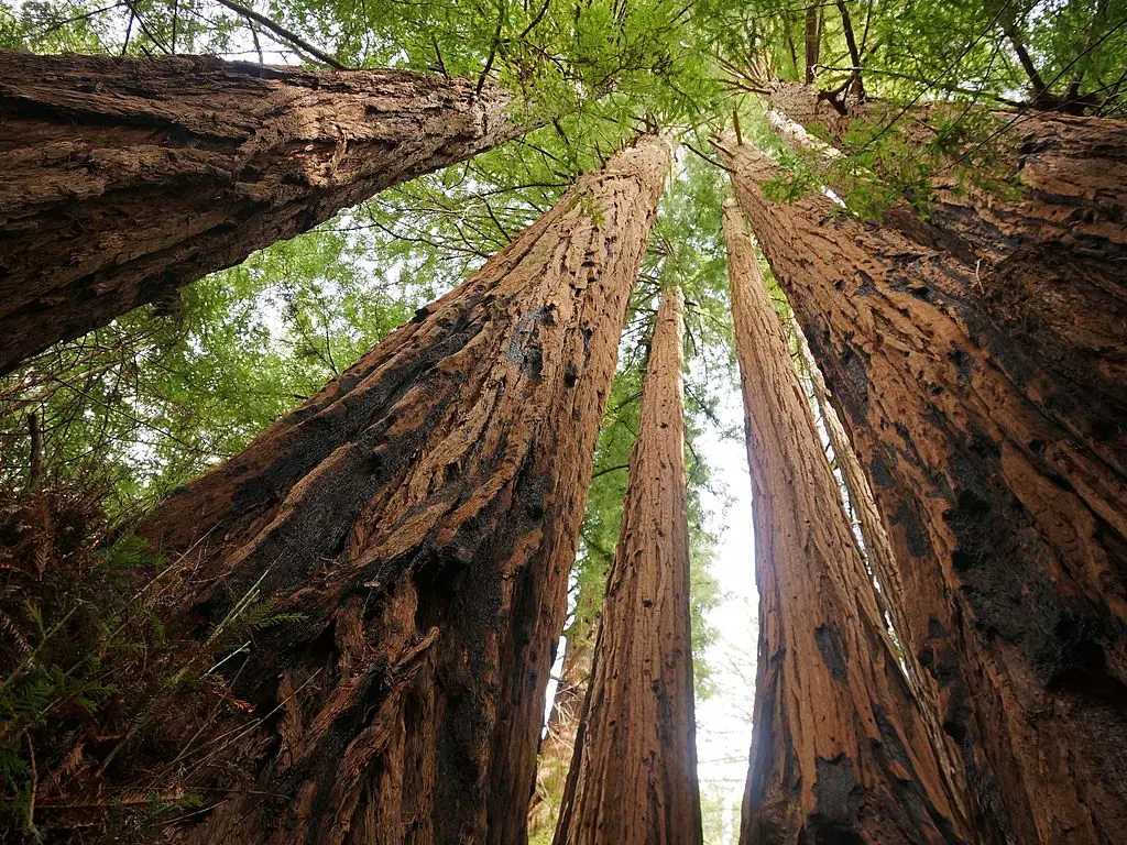 Coast Redwood Seeds - Image 3