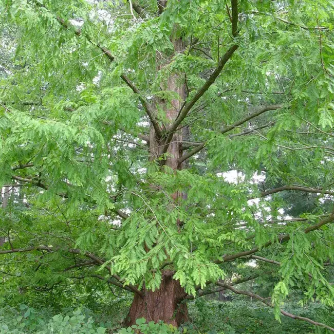 Dawn Redwood Seeds - Image 5