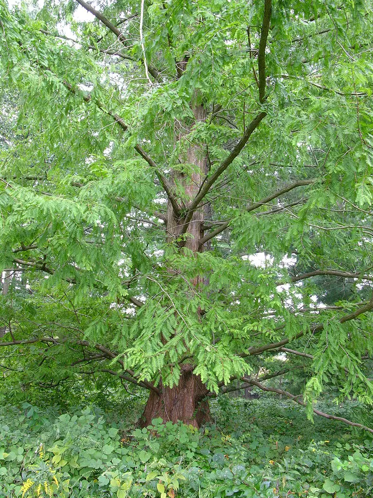 Dawn Redwood Seeds - Image 5