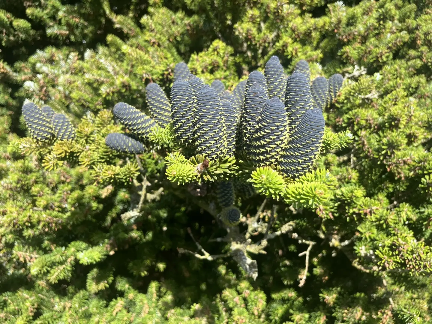 Abies koreana - Korean Fir