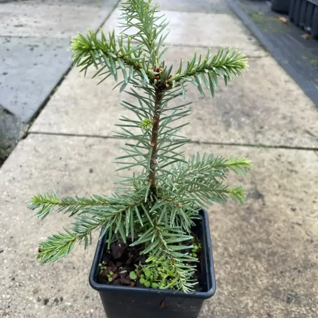 Noble Fir (Blue) 20/40cm (P9)