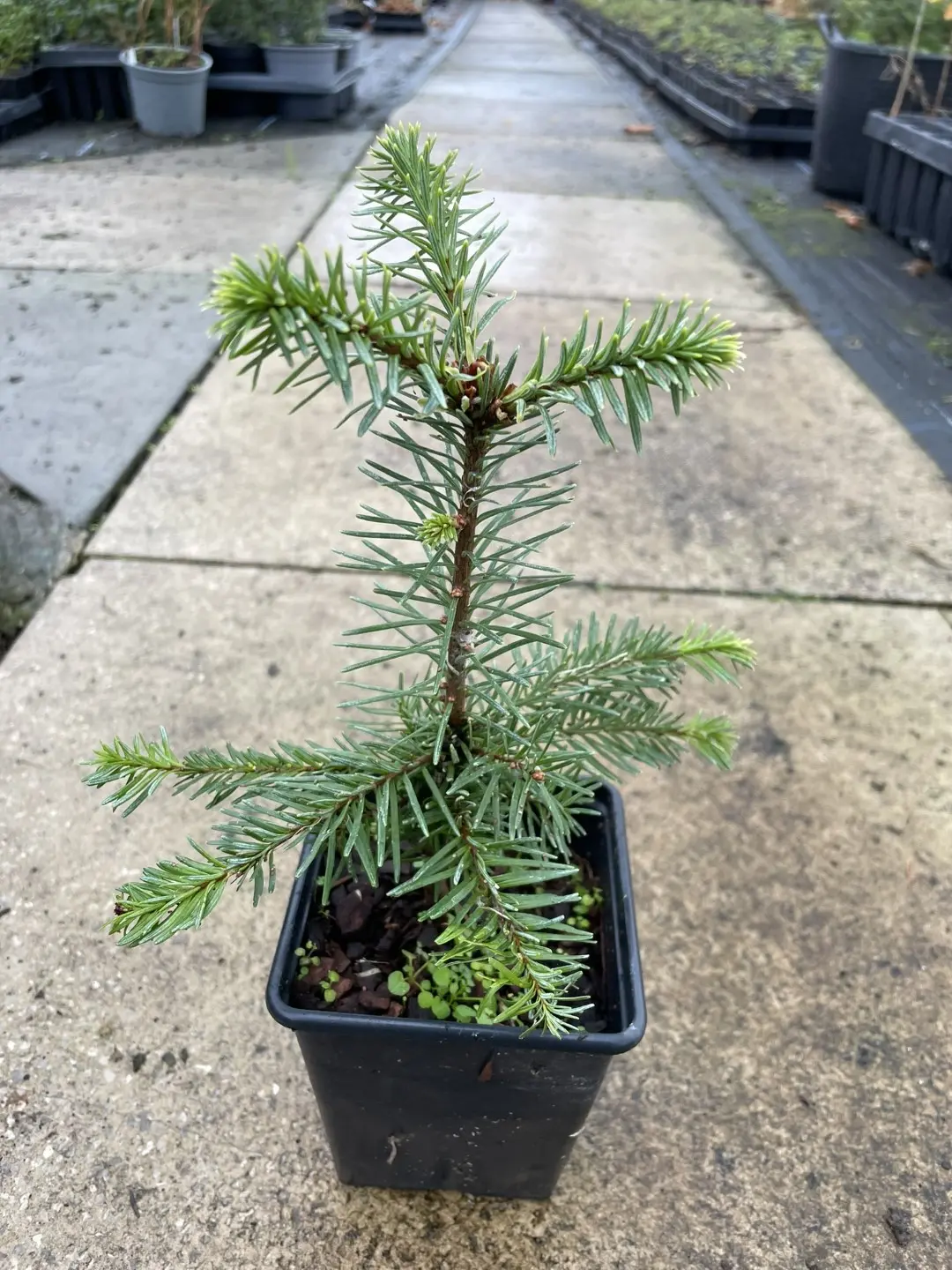 Noble Fir (Blue) 20/40cm (P9)