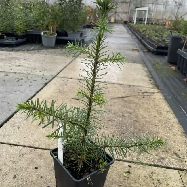 Noble Fir (Blue) 20/40cm (P9) - Image 3