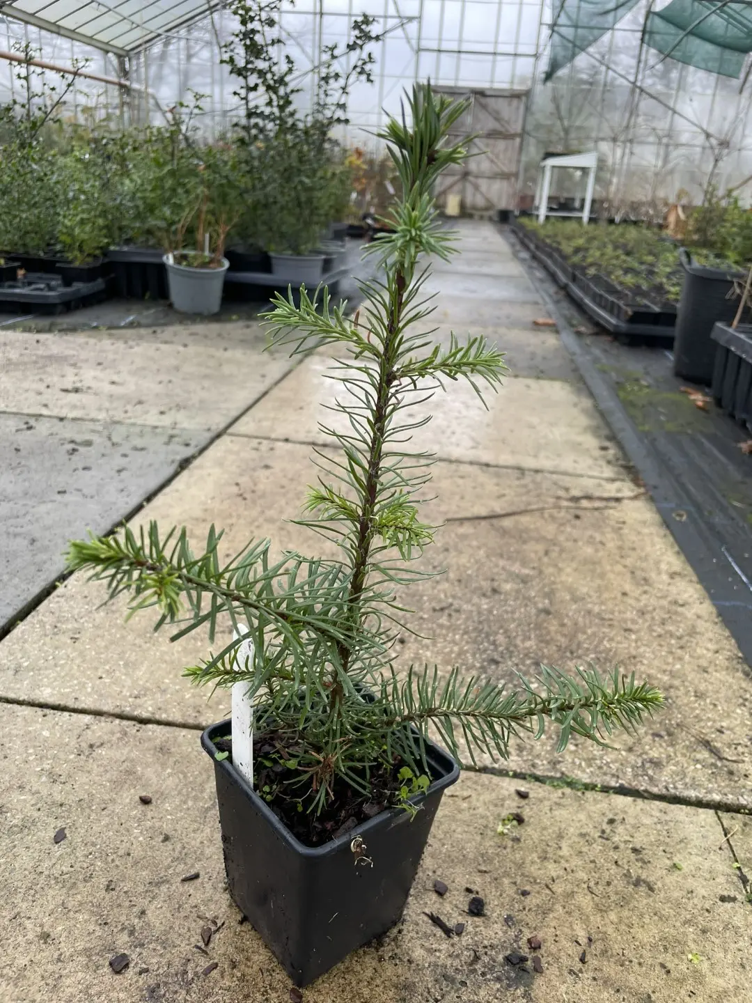 Noble Fir (Blue) 20/40cm (P9) - Image 3