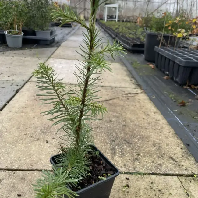 Noble Fir (Blue) 20/40cm (P9) - Image 2