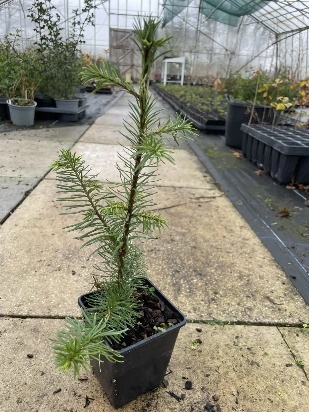 Noble Fir (Blue) 20/40cm (P9) - Image 2