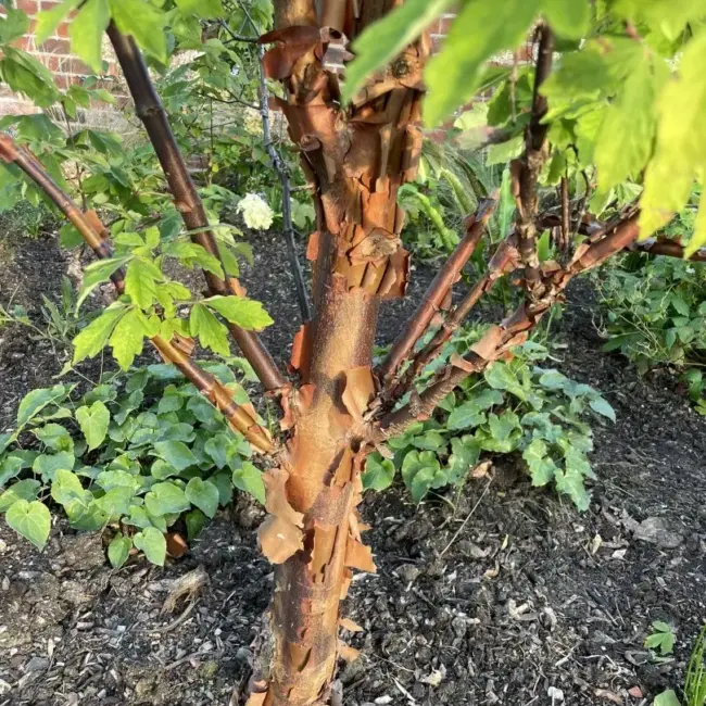 Paperbark Maple Seeds - Image 3