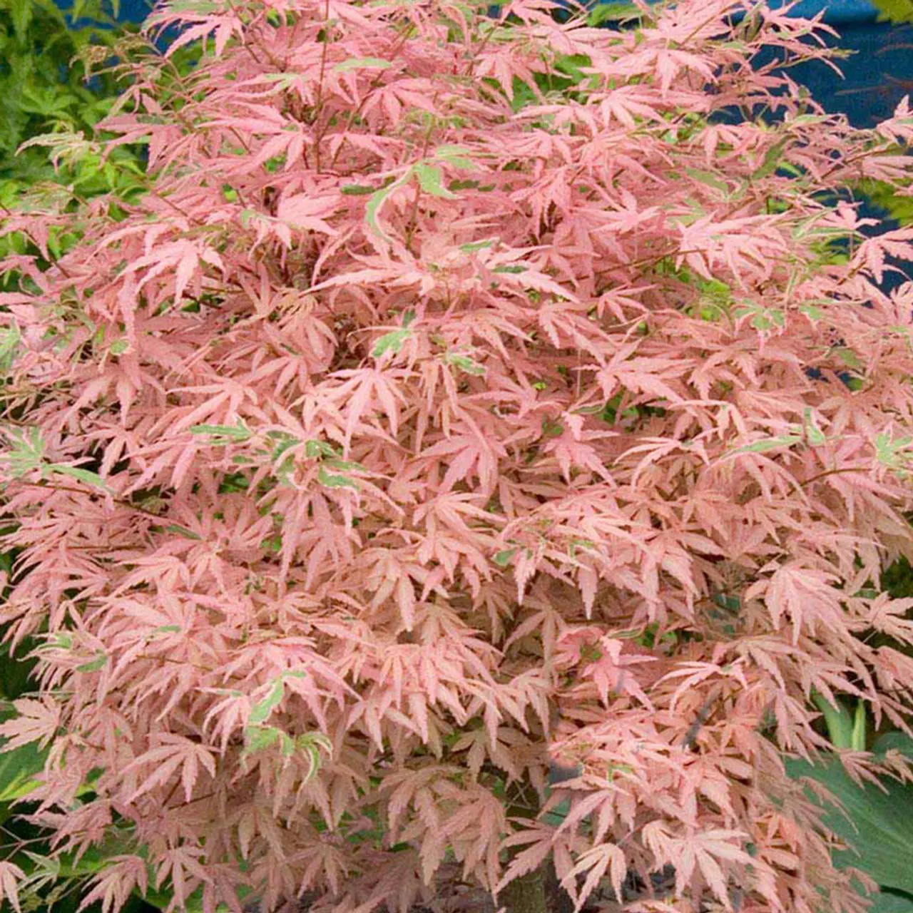 Japanese Maple Acer palmatum 'Taylor' Tree 60/80cm (3L)
