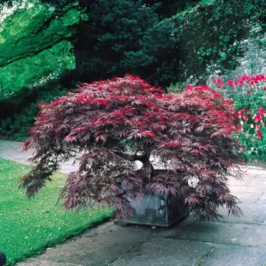 Japanese Maple Acer palmatum 'Garnet' Tree 60/80cm (2L)
