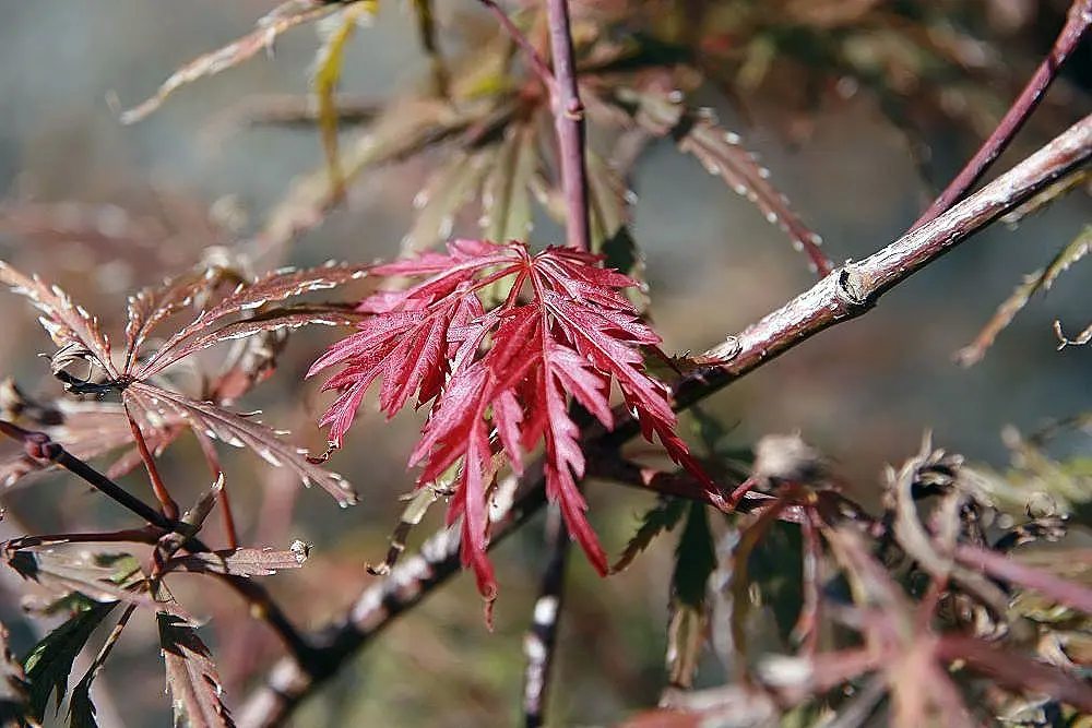 Japanese Maple Acer 'Garnet' 20/40cm (3L) - Image 4