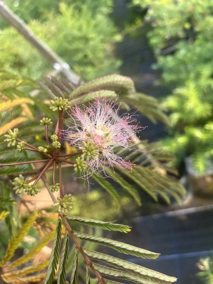 Albizia julibrissin - Persian Silk Tree Seeds