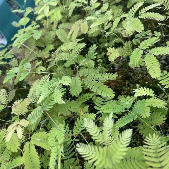 Albizia julibrissin Persian Silk Tree Seeds