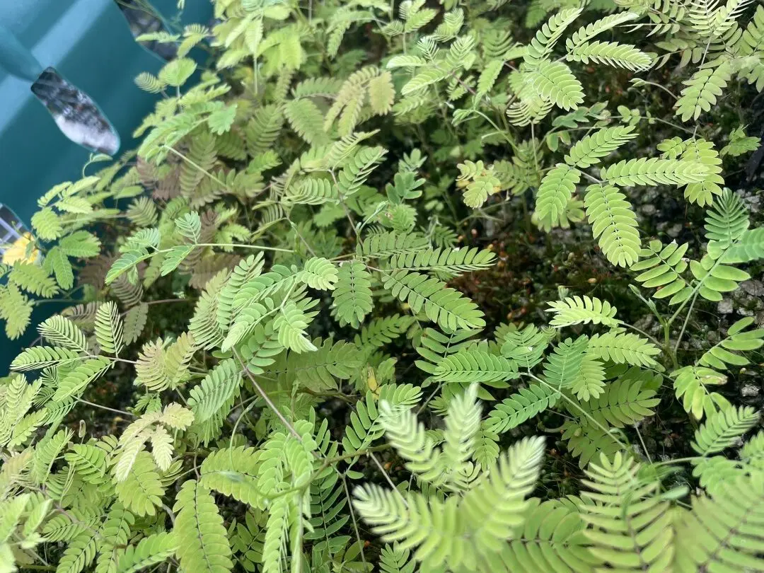 Albizia julibrissin Persian Silk Tree Seeds