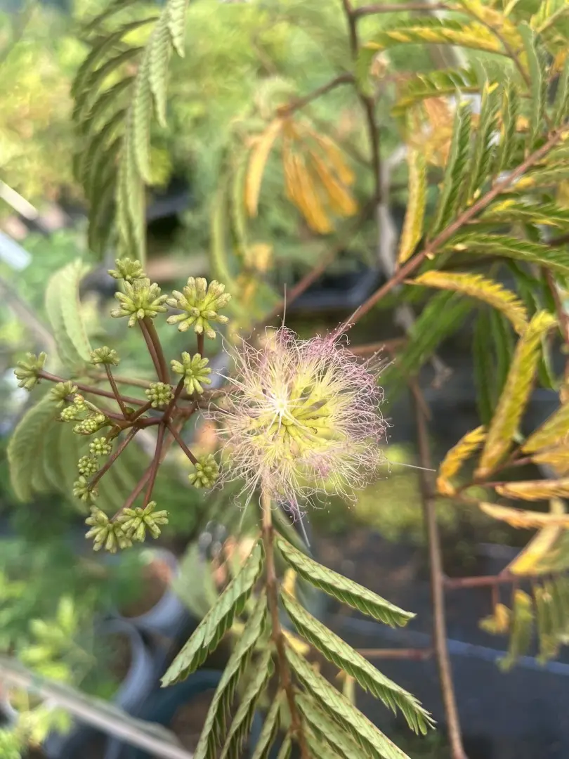 Albizia julibrissin - Persian Silk Tree