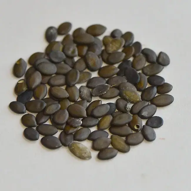 Kalkora Mimosa Seeds - Image 4