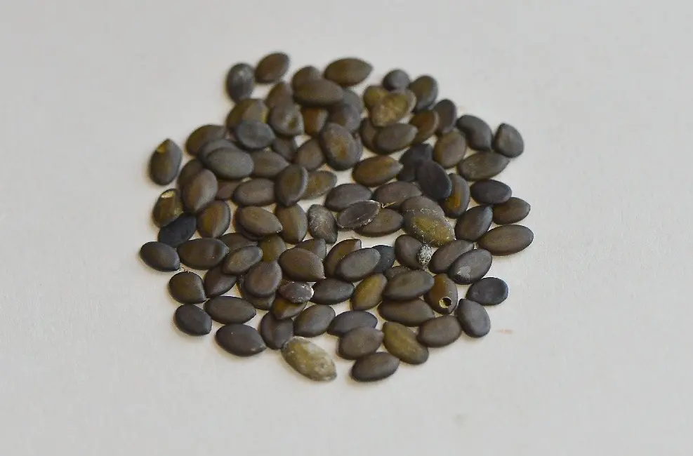 Kalkora Mimosa Seeds - Image 4