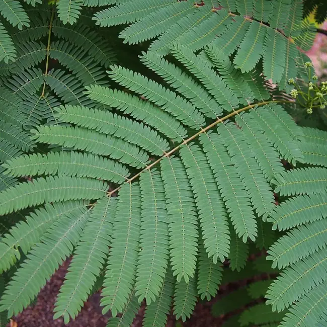 Persian Silk Tree Seeds - Image 6