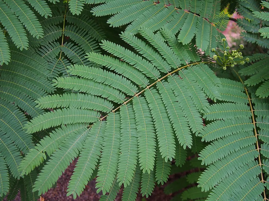 Persian Silk Tree Seeds - Image 5