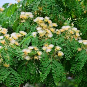 Albizia_kalkora.jpg