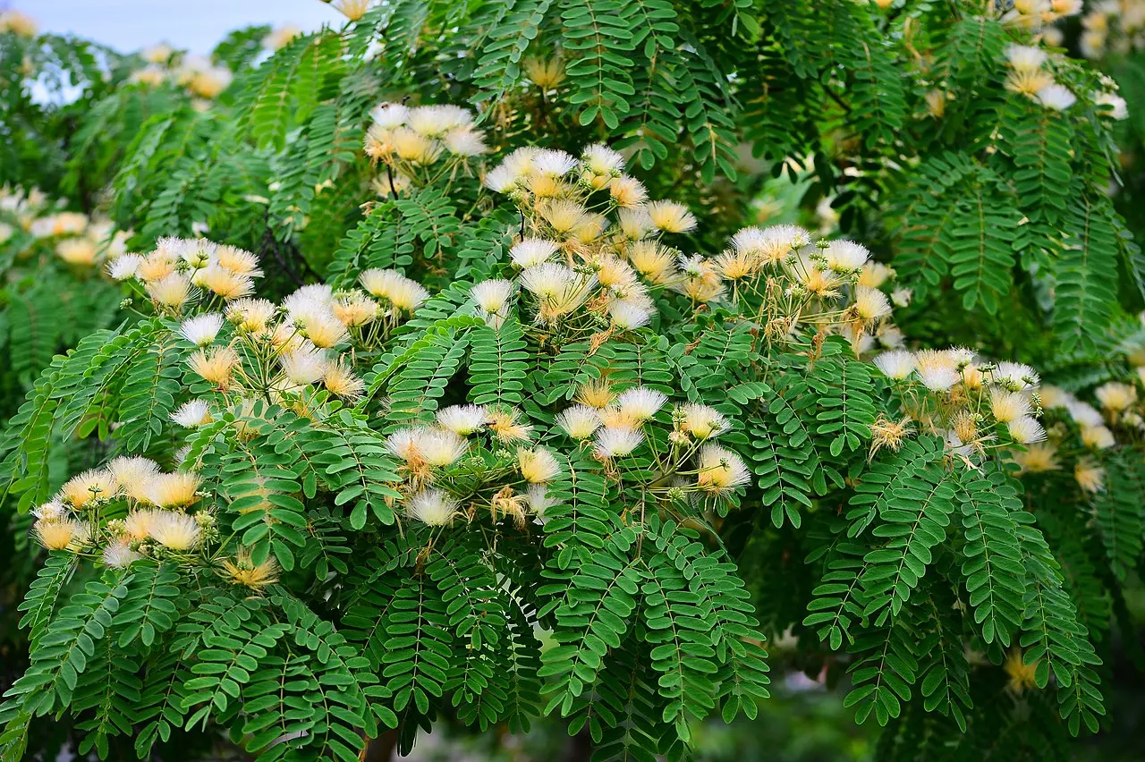 Kalkora Mimosa Seeds