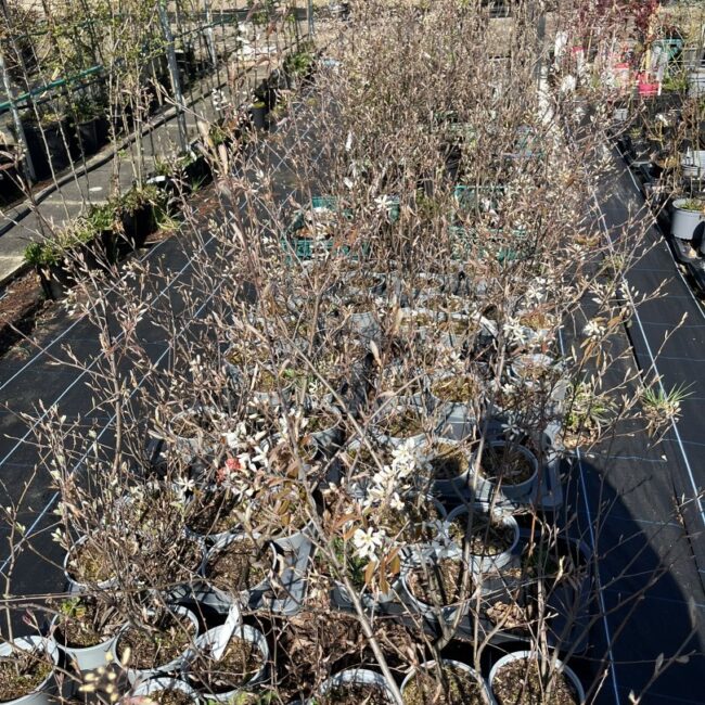 Amelanchier lamarckii Flowers