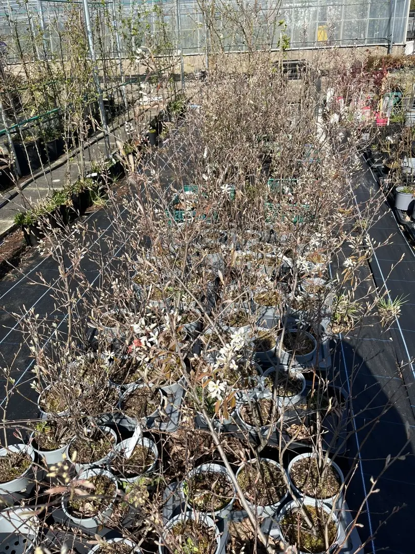 Amelanchier lamarckii Flowers