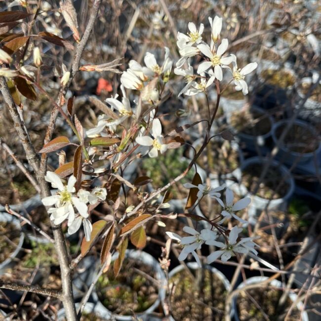 Amelanchier lamarckii Flowers