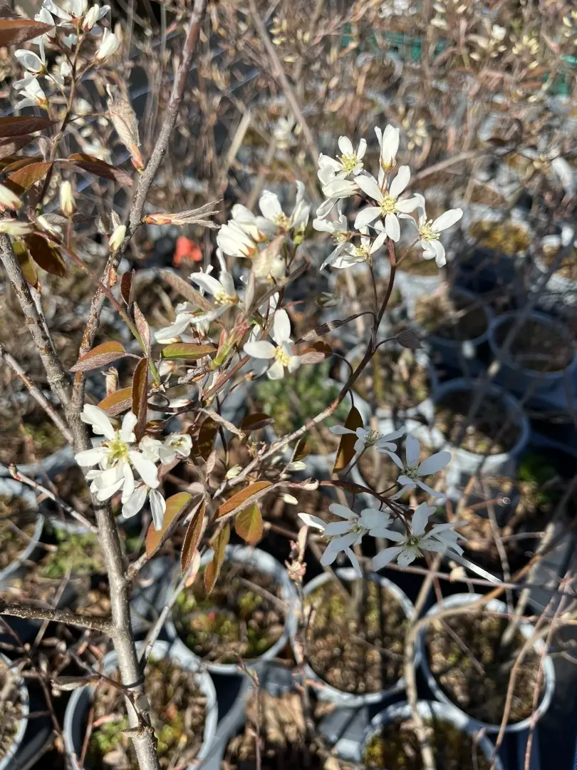 Amelanchier lamarckii Flowers
