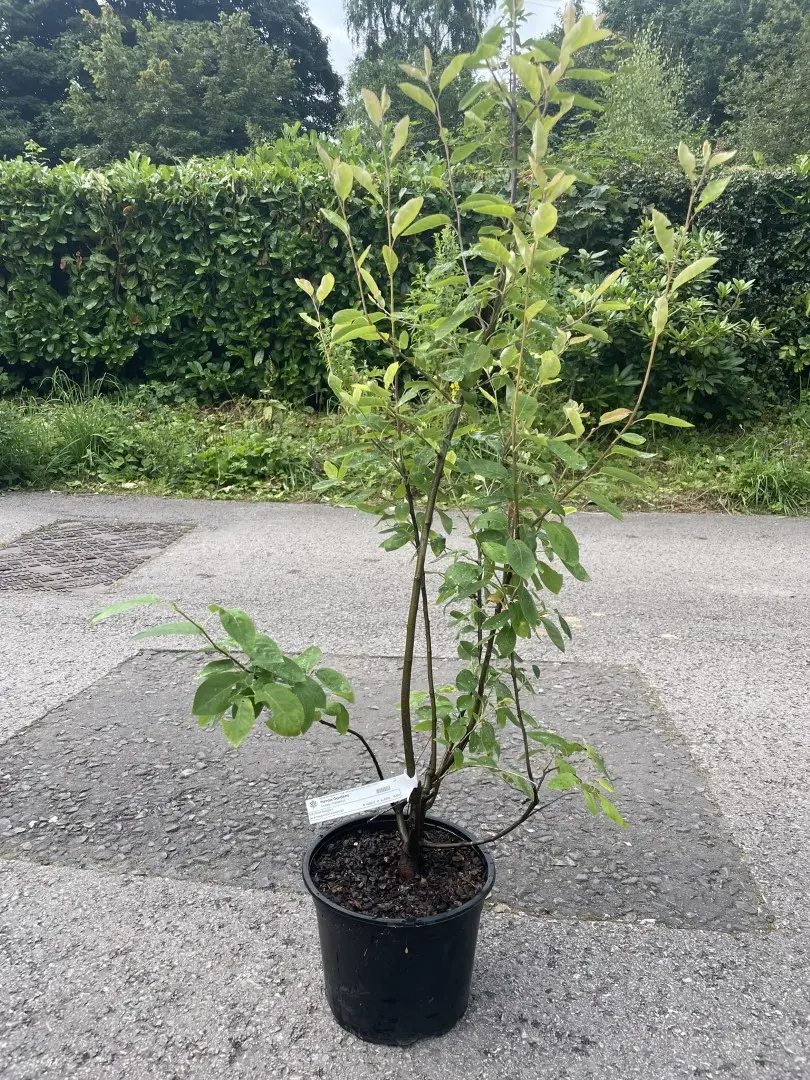Snowy Mespilus Tree 60/80cm (5L)