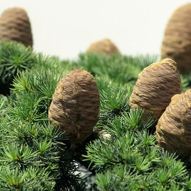 Cedar of Lebanon Tree 40/60cm (3L) - Image 7