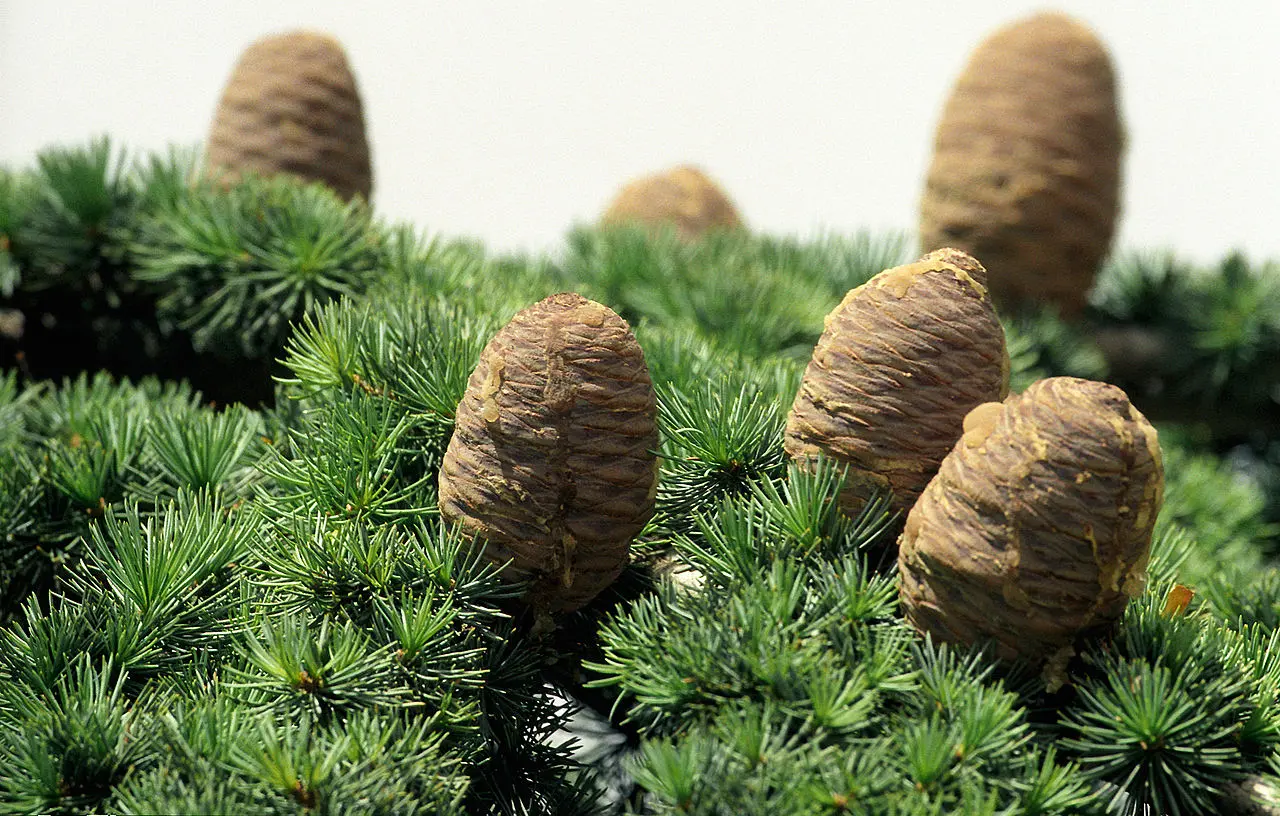 Cedar of Lebanon Tree 20/40cm (2L) - Image 11