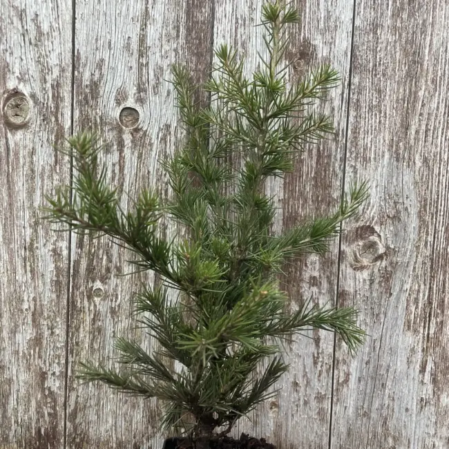 Cedar of Lebanon Tree 40/60cm (P9T)