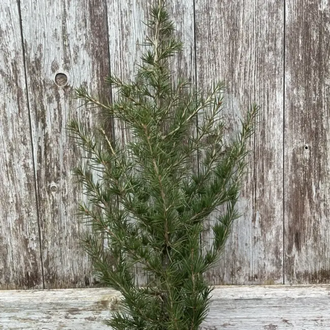Cedar of Lebanon Tree 40/60cm (2L) - Image 4