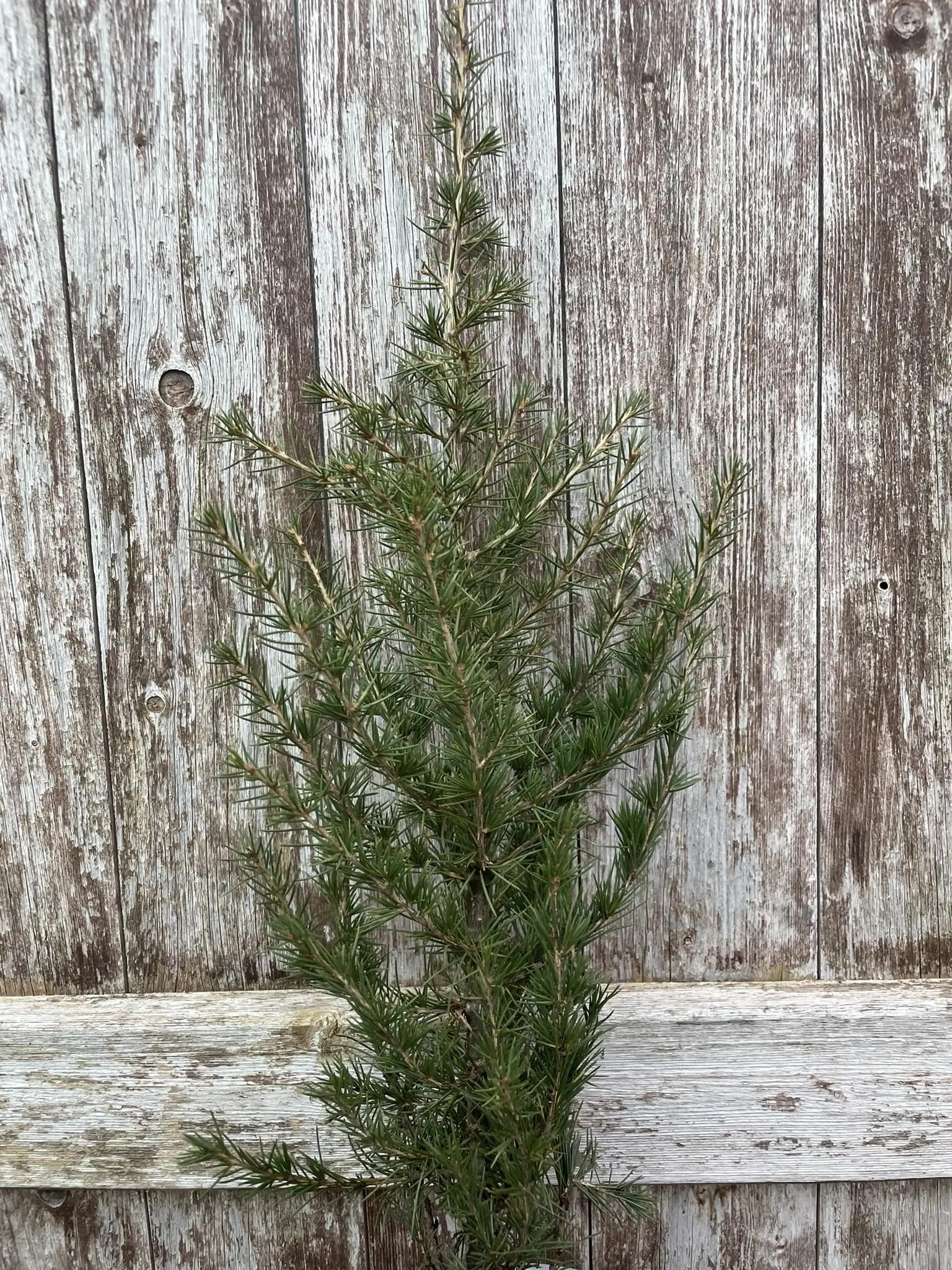 Cedar of Lebanon Tree 20/40cm (2L) - Image 7