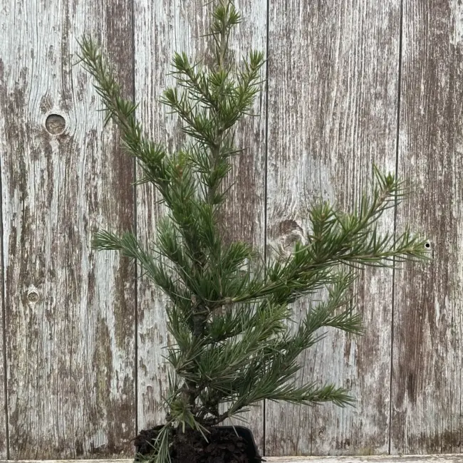 Cedar of Lebanon Tree 40/60cm (2L) - Image 3