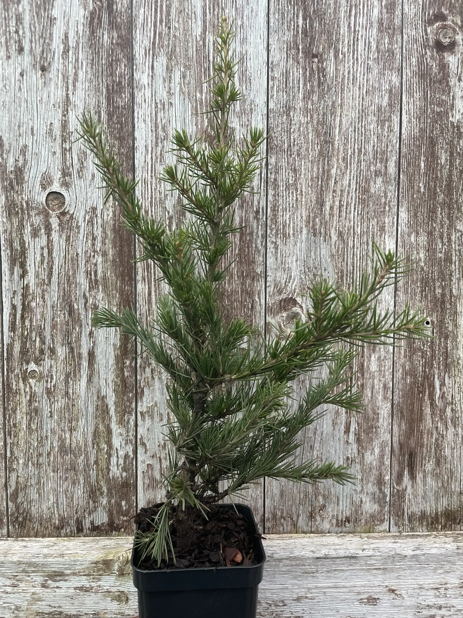 Cedar of Lebanon Tree 20/40cm (2L) - Image 6
