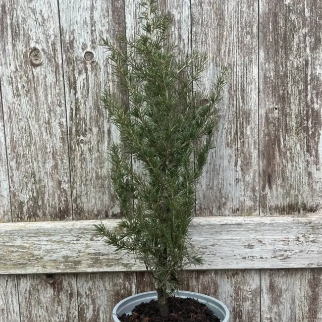 Cedar of Lebanon Tree 40/60cm (2L)