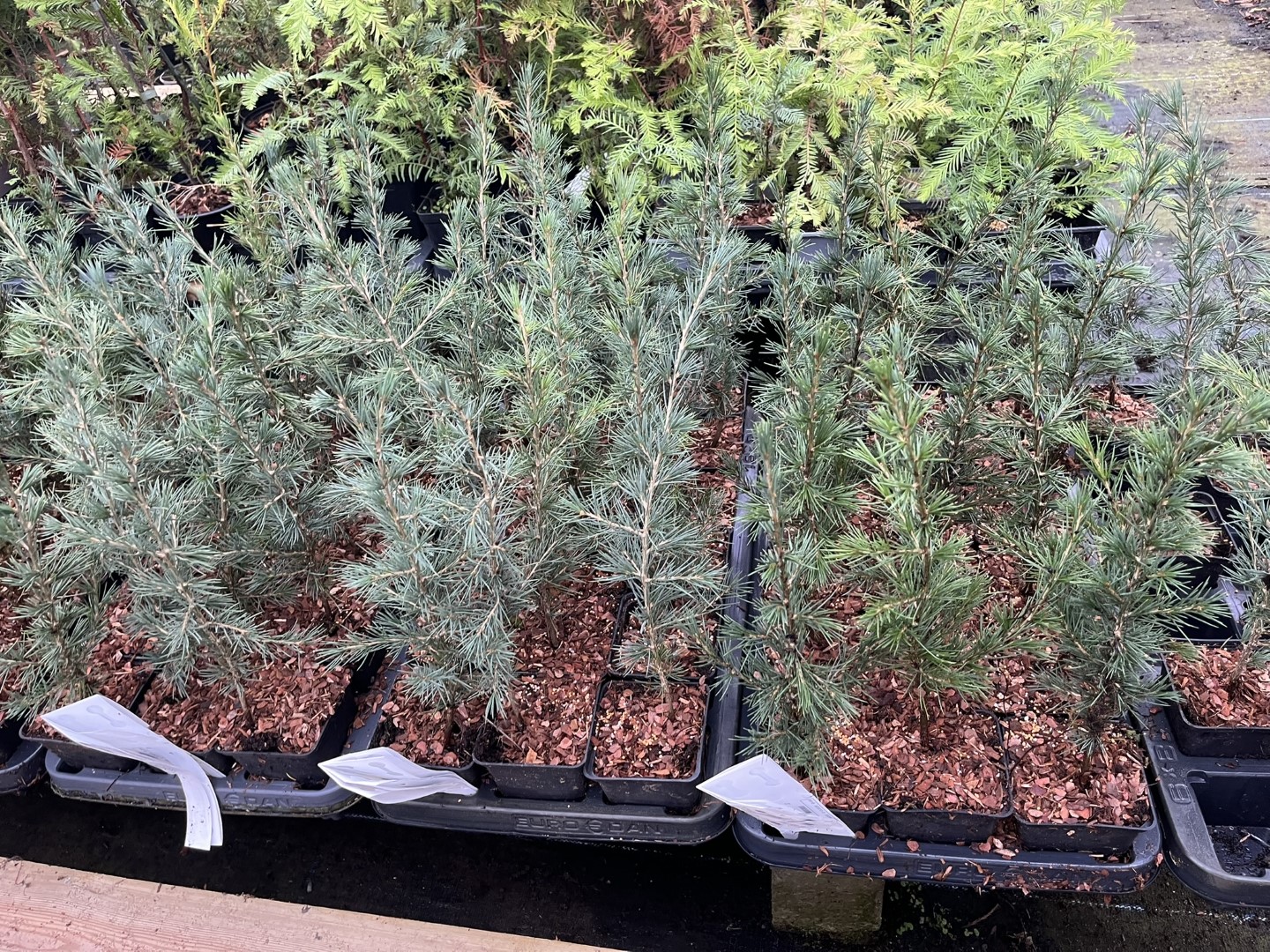 Cedar of Lebanon Tree - 20/40cm (P9) - Image 5