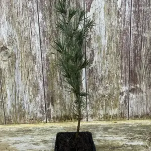 Cedar of Lebanon Tree - 20/40cm (P9)
