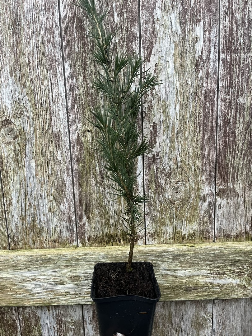Cedar of Lebanon Tree - 20/40cm (P9)