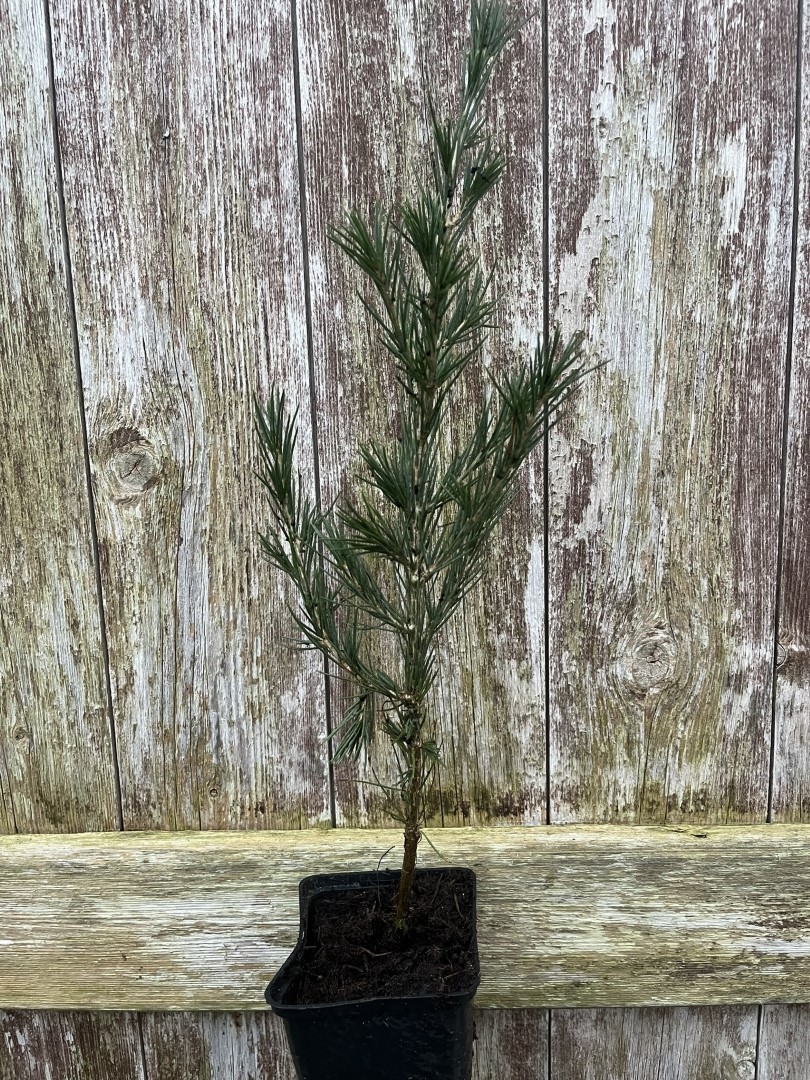 Cedar of Lebanon Tree - 20/40cm (P9) - Image 2
