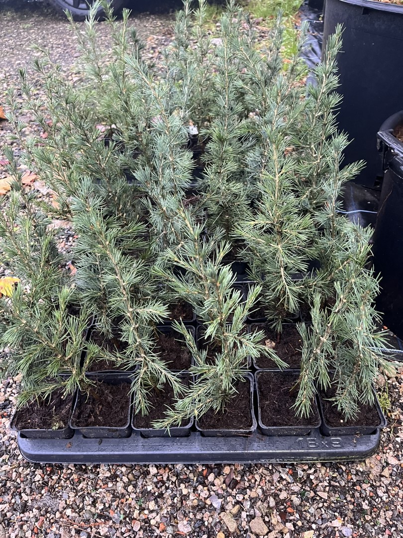 Cedar of Lebanon Tree - 20/40cm (P9) - Image 4