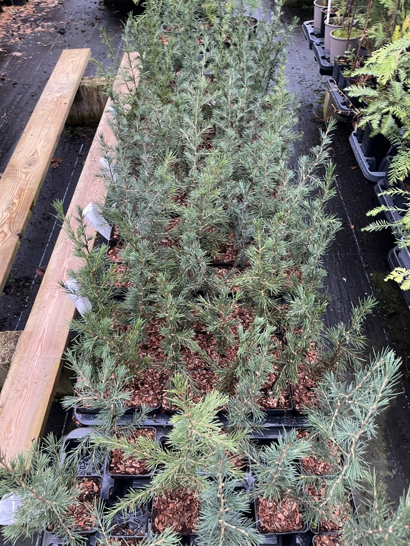 Cedar of Lebanon Tree - 20/40cm (P9) - Image 3
