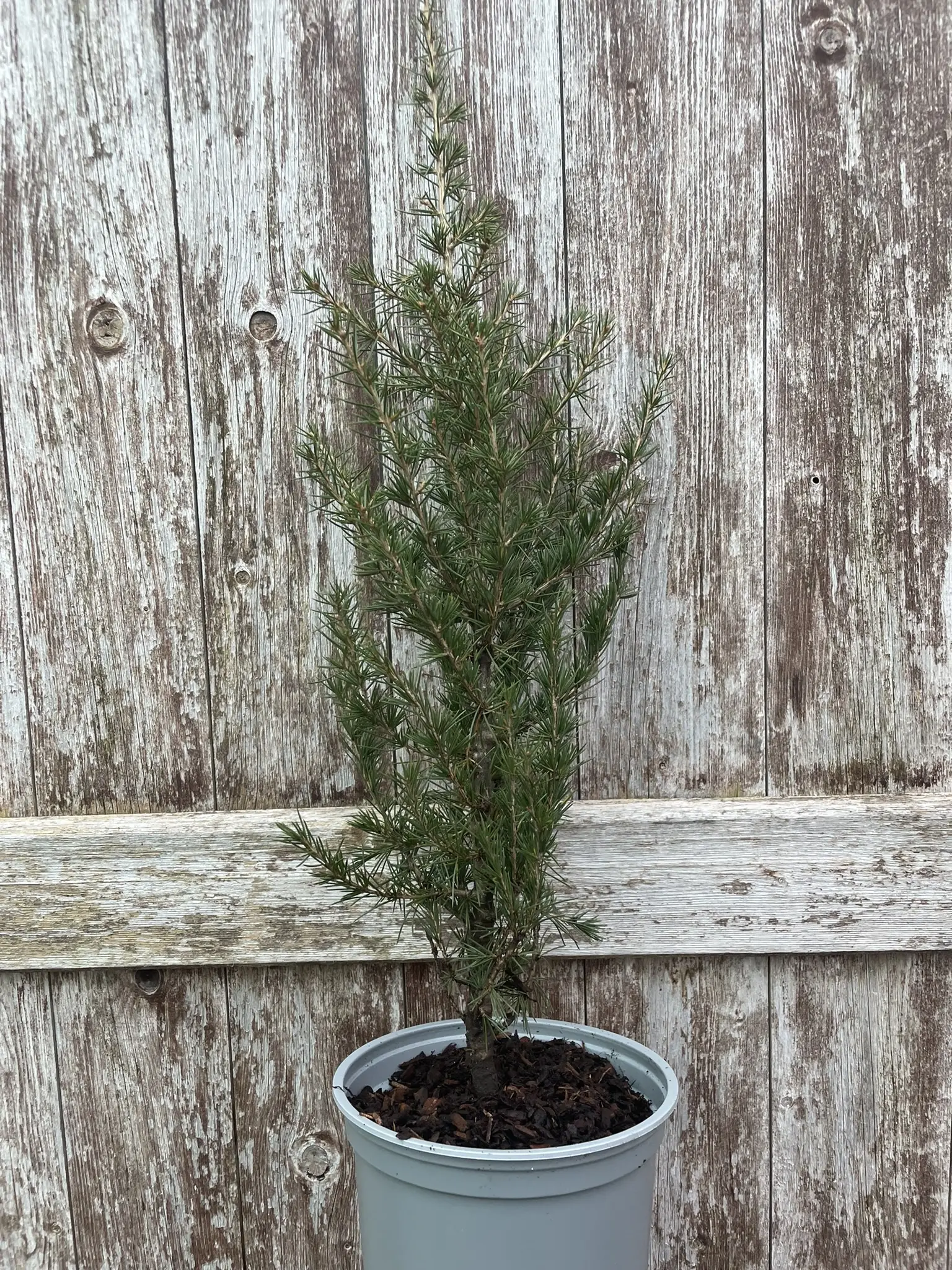 Cedar of Lebanon Tree 20/40cm (2L)