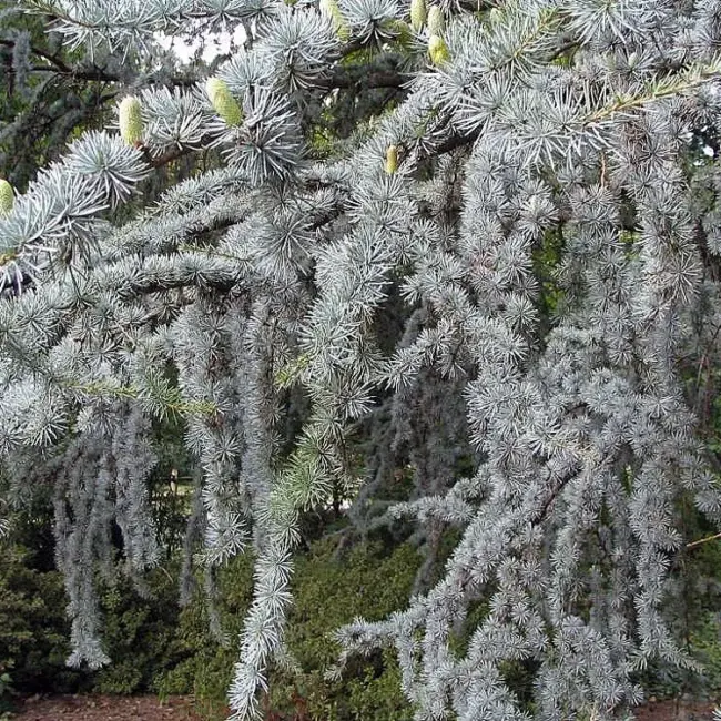 Blue Atlas Cedar Seeds - Image 2