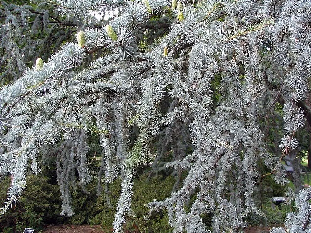 Blue Atlas Cedar Seeds - Image 2